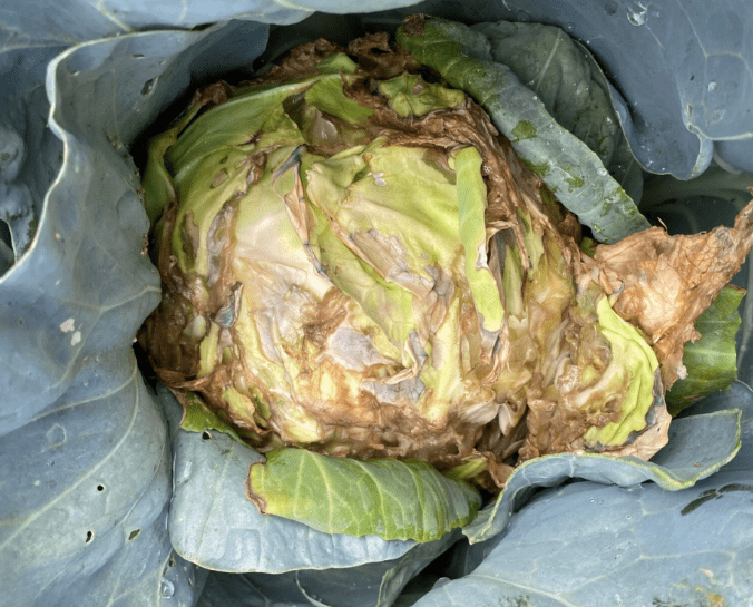 Bacterial Soft Rot: Identifying Symptoms, Causes, and Effective Treatments for Your Garden