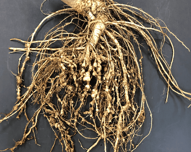 Root-Knot Nematode: Identifying Symptoms, Causes, and Effective Treatments for Your Garden