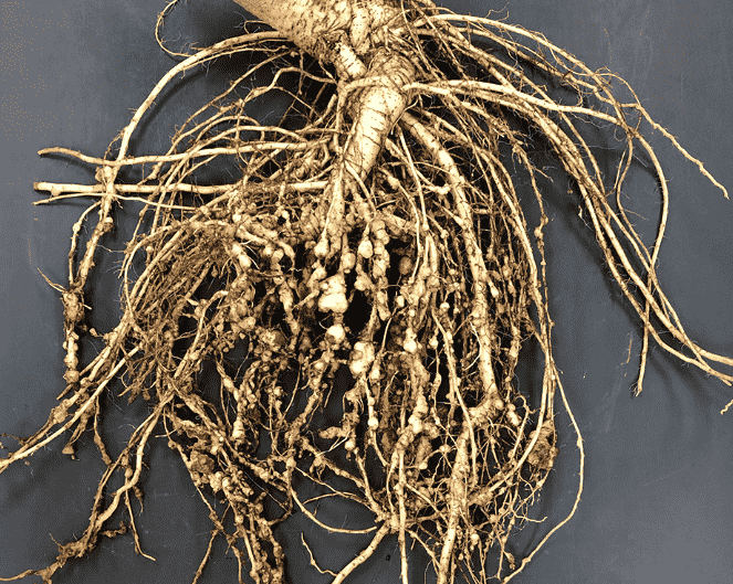Root-Knot Nematode: Identifying Symptoms, Causes, and Effective Treatments for Your Garden