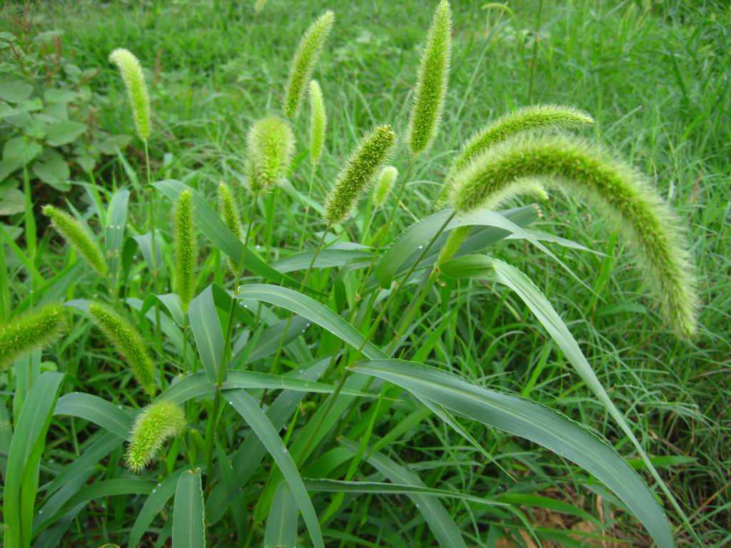 Weeds