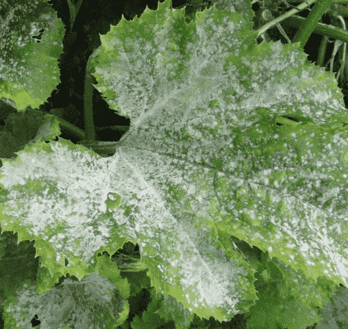 Powdery Mildew: Identifying Symptoms, Causes, and Effective Treatments for Your Garden
