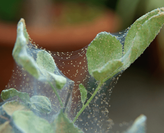 Spider Mites: Identifying Symptoms, Causes, and Effective Treatments for Your Garden
