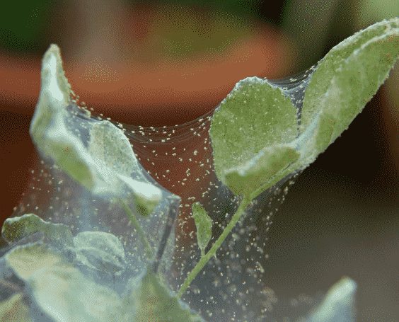 Spider Mites: Identifying Symptoms, Causes, and Effective Treatments for Your Garden