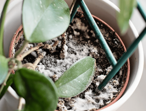 White Mold: Identifying Symptoms, Causes, and Effective Treatments for Your Garden