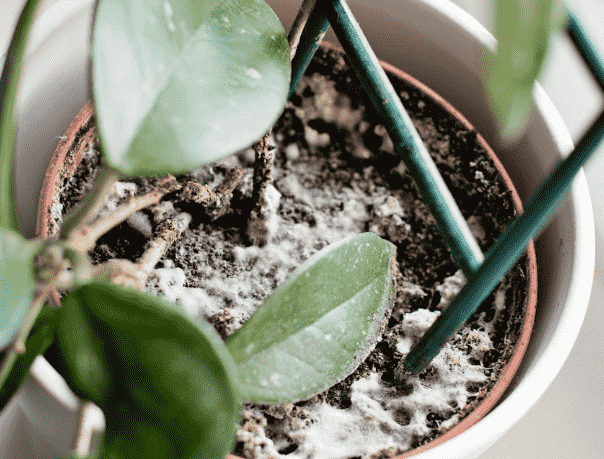 White Mold: Identifying Symptoms, Causes, and Effective Treatments for Your Garden