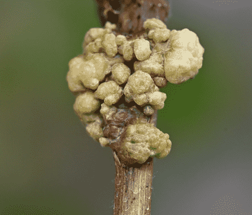 Crown Gall: Identifying Symptoms, Causes, and Effective Treatments for Your Garden
