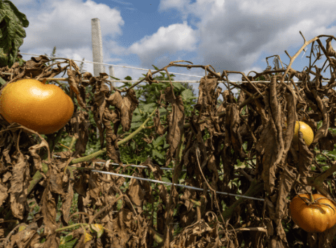 Temperature Stress: Identifying Symptoms, Causes, and Effective Treatments for Your Garden