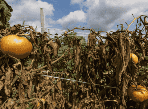 Temperature Stress: Identifying Symptoms, Causes, and Effective Treatments for Your Garden