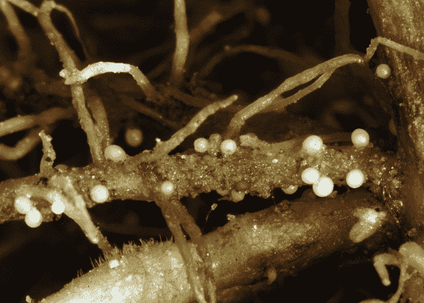 Cyst Nematode: Identifying Symptoms, Causes, and Effective Treatments for Your Garden