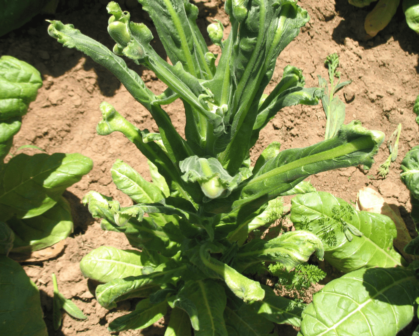 Chemical Injury: Identifying Symptoms, Causes, and Effective Treatments for Your Garden