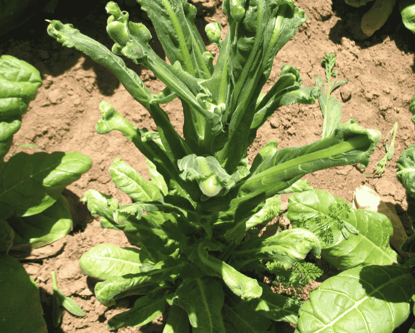 Chemical Injury: Identifying Symptoms, Causes, and Effective Treatments for Your Garden