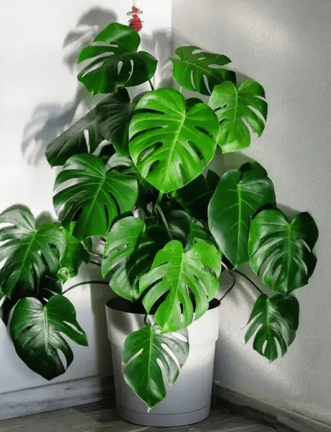 Houseplants