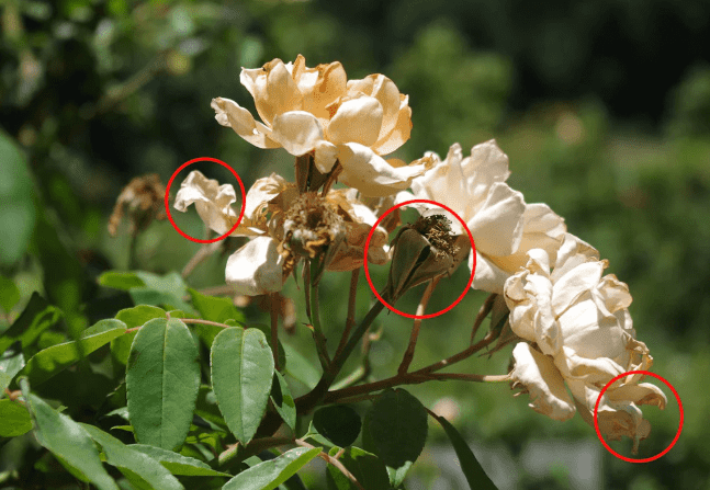 Nutrient Toxicity: Identifying Symptoms, Causes, and Effective Treatments for Your Garden