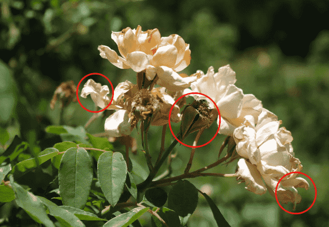 Nutrient Toxicity: Identifying Symptoms, Causes, and Effective Treatments for Your Garden