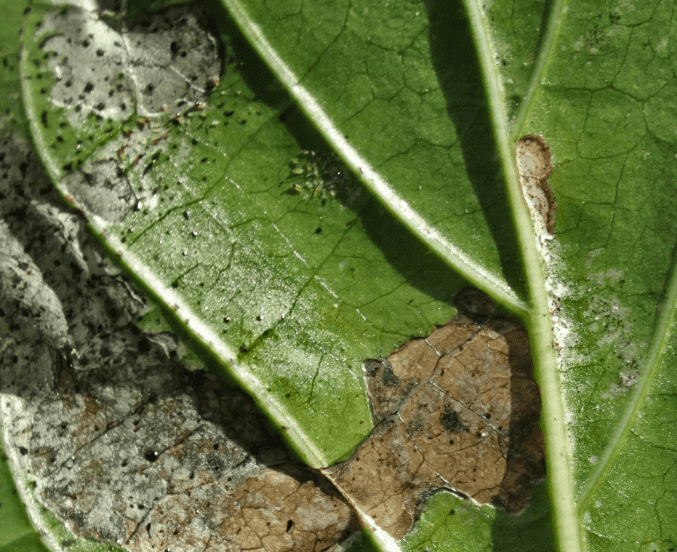 Thrips damage: Identifying Symptoms, Causes, and Effective Treatments for Your Garden