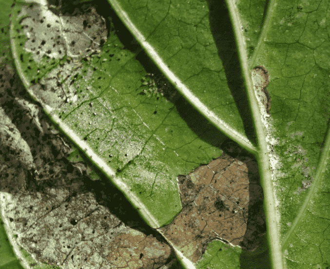 Thrips damage: Identifying Symptoms, Causes, and Effective Treatments for Your Garden