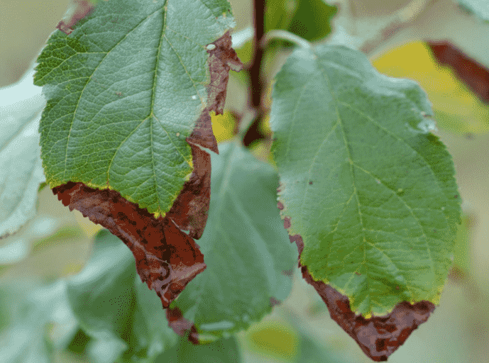 Fire Blight: Identifying Symptoms, Causes, and Effective Treatments for Your Garden