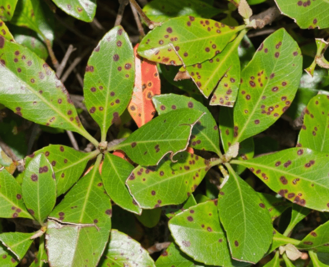Bacterial Leaf Spot: Identifying Symptoms, Causes, and Effective Treatments for Your Garden