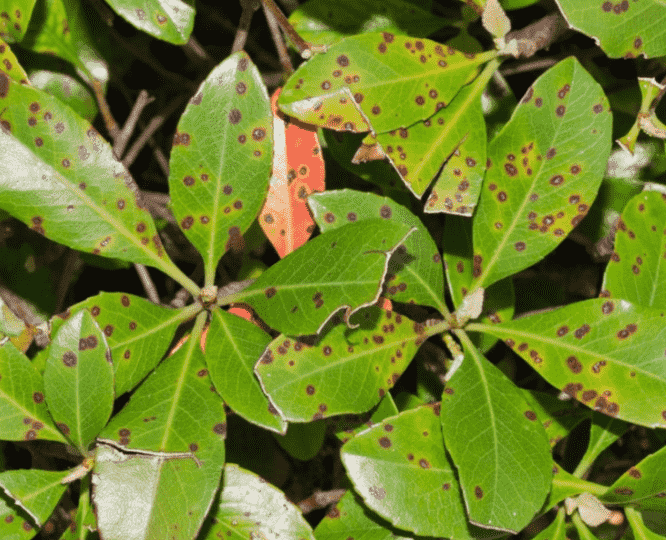 Bacterial Leaf Spot: Identifying Symptoms, Causes, and Effective Treatments for Your Garden