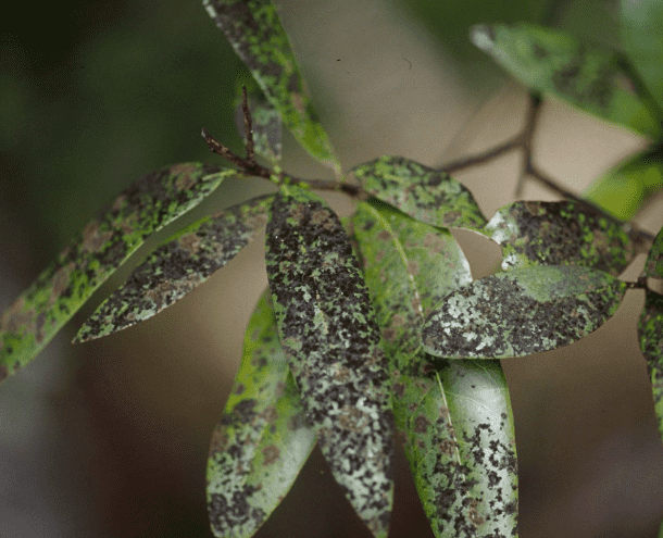 Sooty Mold: Identifying Symptoms, Causes, and Effective Treatments for Your Garden