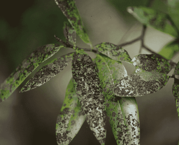 Sooty Mold: Identifying Symptoms, Causes, and Effective Treatments for Your Garden