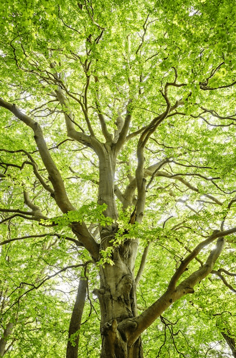 Trees