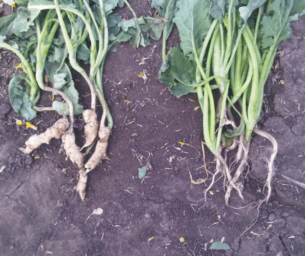 Clubroot: Identifying Symptoms, Causes, and Effective Treatments for Your Garden