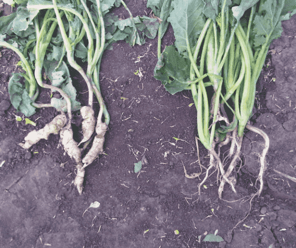 Clubroot: Identifying Symptoms, Causes, and Effective Treatments for Your Garden