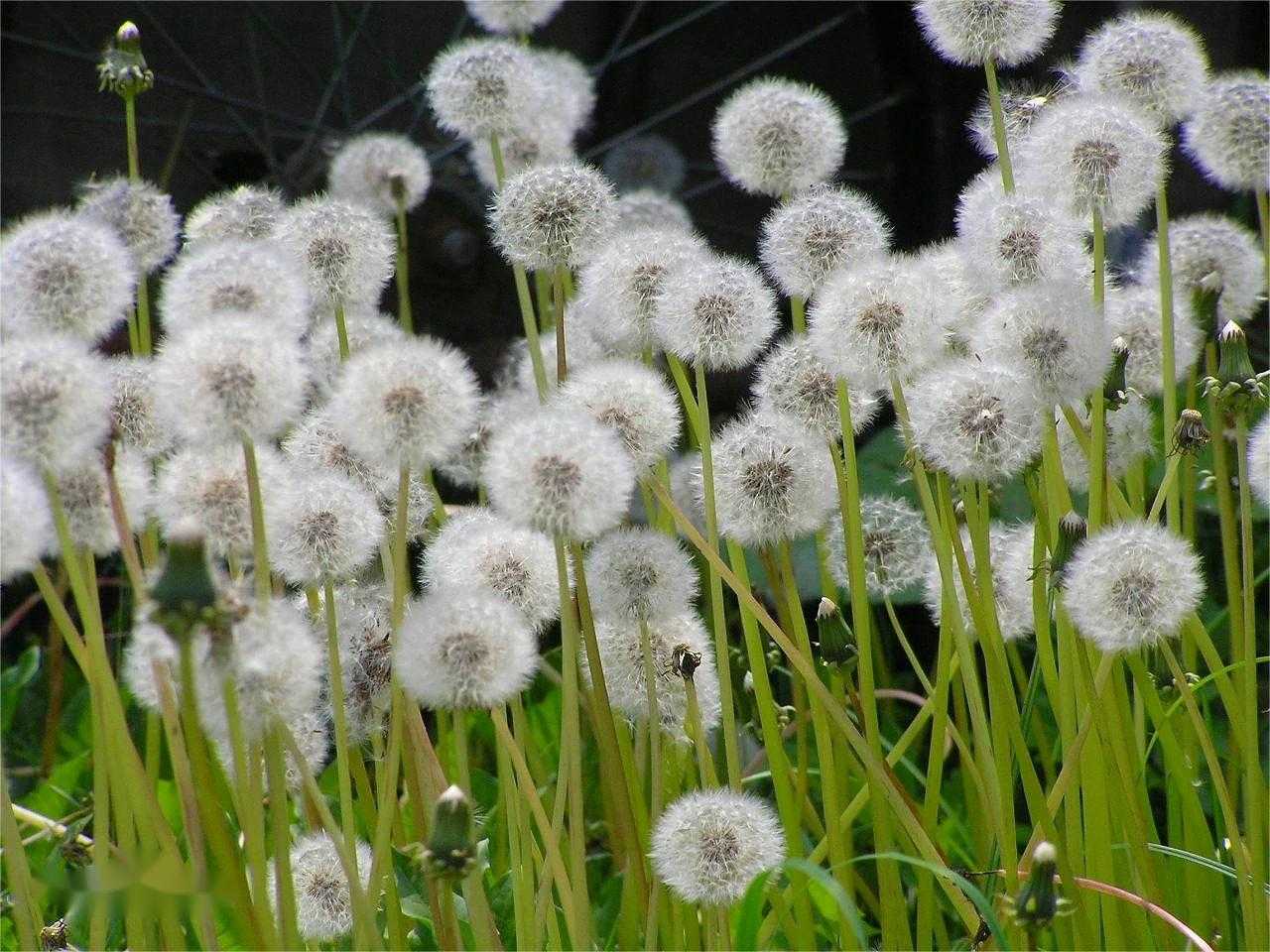 Allergenic Plants