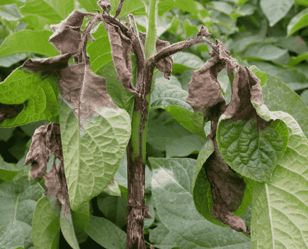 Late Blight: Identifying Symptoms, Causes, and Effective Treatments for Your Garden