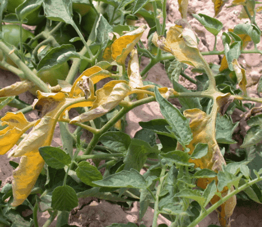 Fusarium Wilt: Identifying Symptoms, Causes, and Effective Treatments for Your Garden