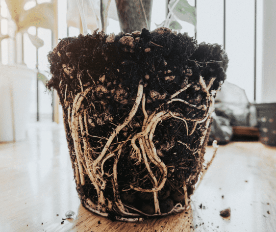 Root rot: Identifying Symptoms, Causes, and Effective Treatments for Your Garden