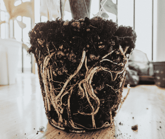 Root rot: Identifying Symptoms, Causes, and Effective Treatments for Your Garden