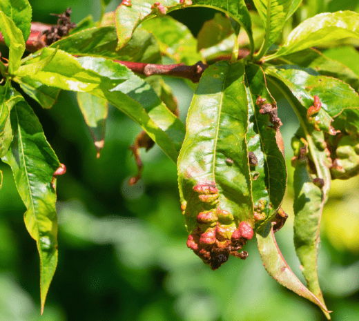 Leaf Curl: Identifying Symptoms, Causes, and Effective Treatments for Your Garden