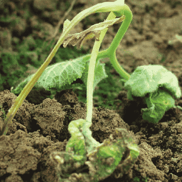 Damping-off: Identifying Symptoms, Causes, and Effective Treatments for Your Garden