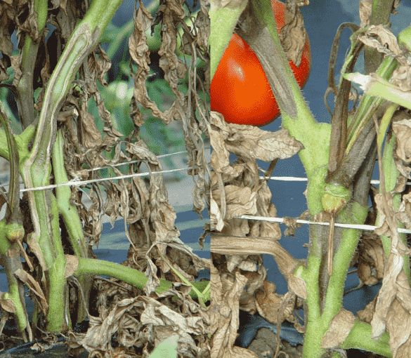 Bacterial Wilt: Identifying Symptoms, Causes, and Effective Treatments for Your Garden