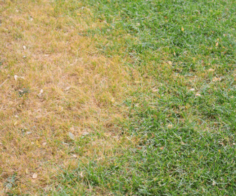 Drought Stress: Identifying Symptoms, Causes, and Effective Treatments for Your Garden