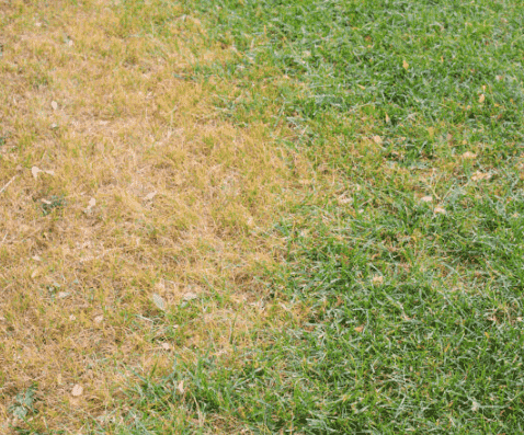 Drought Stress: Identifying Symptoms, Causes, and Effective Treatments for Your Garden