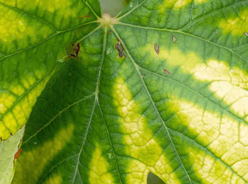 Nutrient Deficiency: Identifying Symptoms, Causes, and Effective Treatments for Your Garden