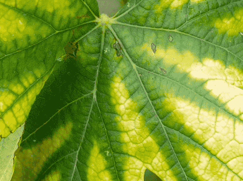 Nutrient Deficiency: Identifying Symptoms, Causes, and Effective Treatments for Your Garden