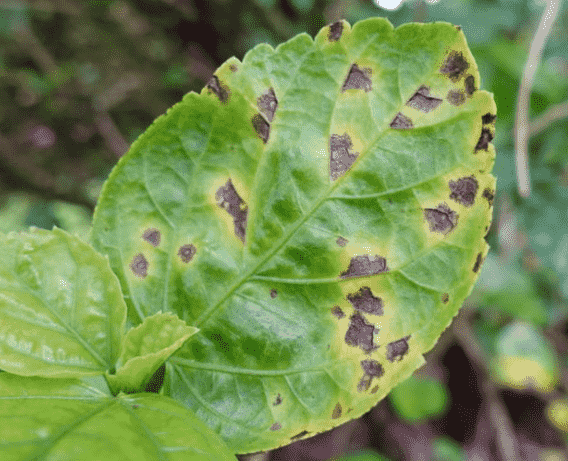Leaf Spot: Identifying Symptoms, Causes, and Effective Treatments for Your Garden