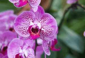Singuliflorous Phalaenopsis, Single-flowered Moth Orchid(Phalaenopsis × singuliflora)