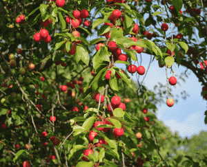 Cherry plum(Prunus cerasifera)