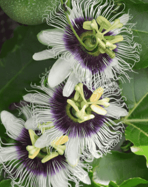Common passionfruit(Passiflora edulis)