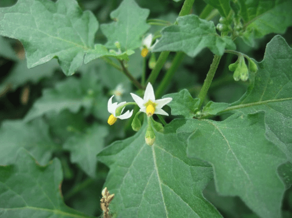 Solanum americanum