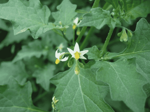 Solanum americanum