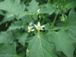 Solanum americanum(Solanum americanum)