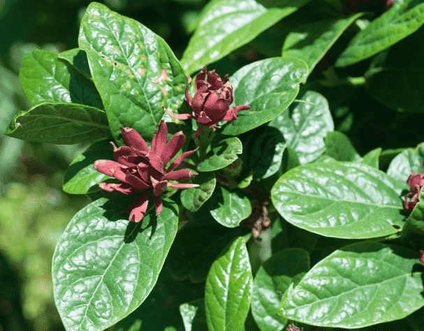 Carolina allspice