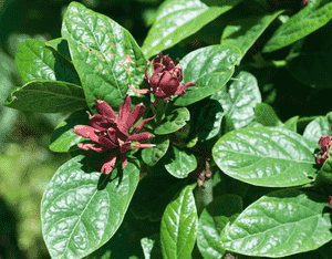 Carolina allspice(Calycanthus floridus)
