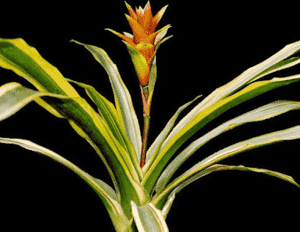 Canistropsis billbergioides(Canistropsis billbergioides)